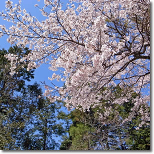 玉川の桜３