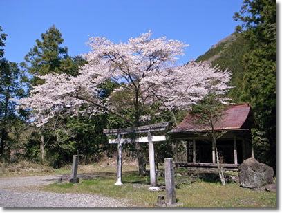 玉川の桜