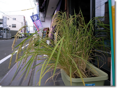 田植え後93日目の店前田んぼ