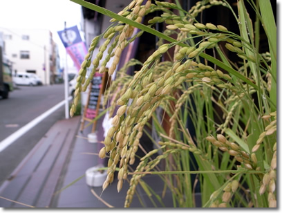 田植え後93日目の店前田んぼ