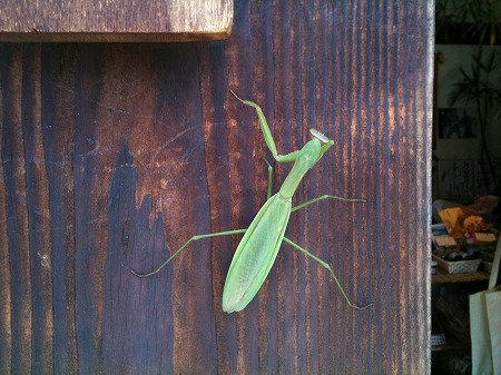 カマキリ